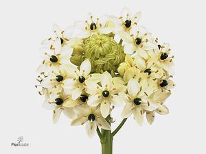 ORNITHOGALUM SAUNDERSIAE 85